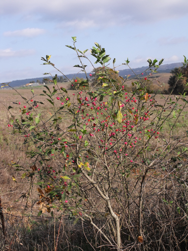 Euonymus eureopaeus